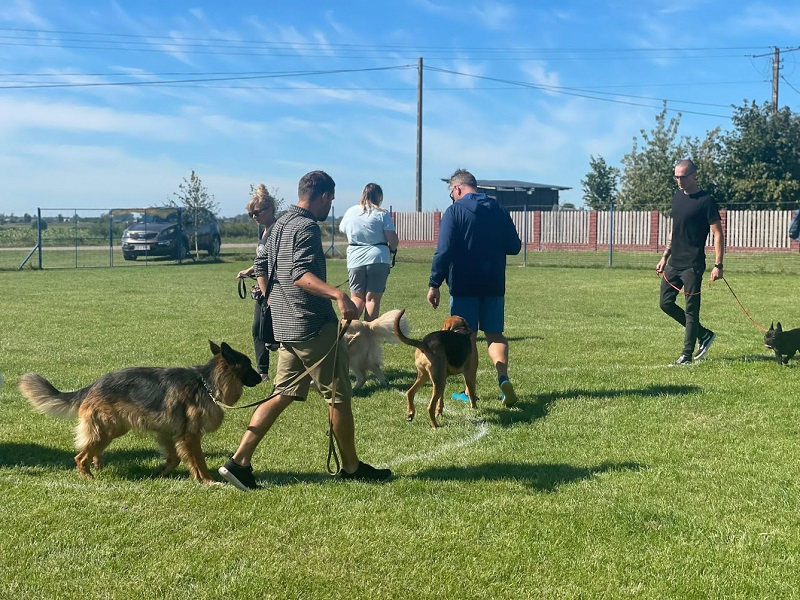 szkolenia psów